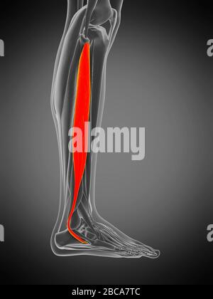 Peroneus longus muscolo, illustrazione. Foto Stock
