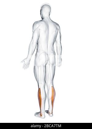 Peroneus longus muscolo, illustrazione. Foto Stock