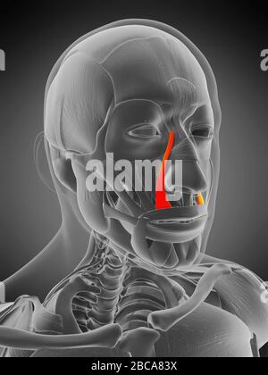 Levator labii superiore alaeque nasi muscolo, illustrazione. Foto Stock