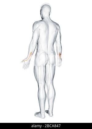 Extensor pollicis longus muscolo, illustrazione. Foto Stock