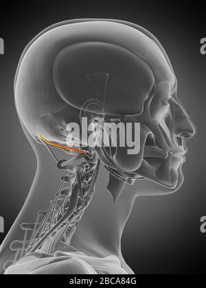 Muscolo superiore della capite dell'oblio, illustrazione. Foto Stock