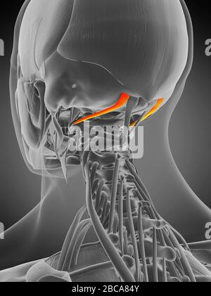 Muscolo superiore della capite dell'oblio, illustrazione. Foto Stock