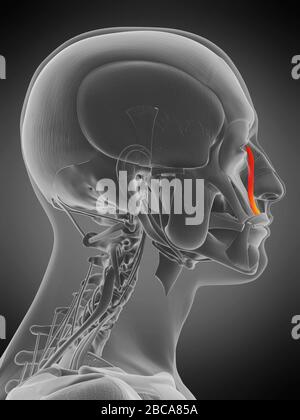 Levator labii superiore alaeque nasi muscolo, illustrazione. Foto Stock