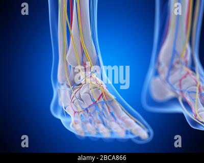 Anatomia del piede, illustrazione. Foto Stock