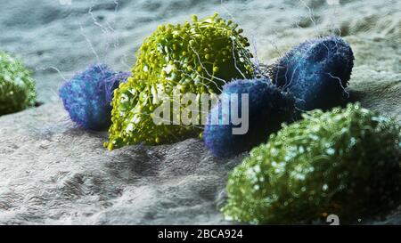 Cellule tumorali che vengono attaccate dai leucociti, illustrazione. Foto Stock