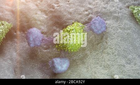 Cellule tumorali che vengono attaccate dai leucociti, illustrazione. Foto Stock