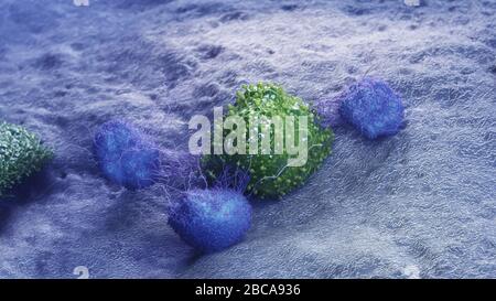 Cellule tumorali che vengono attaccate dai leucociti, illustrazione. Foto Stock