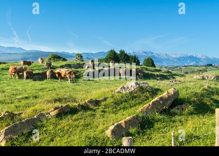 Spagna, costa settentrionale, Cantabria, paesaggio con catene montuose dei Picos de Europa, mucche da pascolo Foto Stock