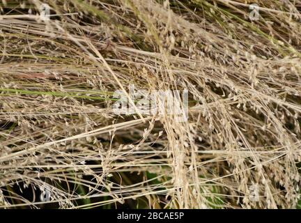 Teff raccolto in Etiopia. Teff è usato per fare Injera- la dieta di base in Etiopia ed Eritrea. Foto Stock