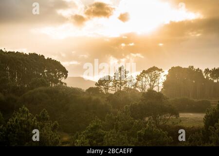 Spagna, costa settentrionale, Galizia, foresta costiera alla luce della sera Foto Stock