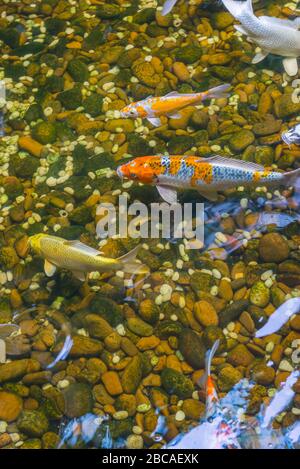 Foto verticale di pesci Koi che nuotano nello stagno Foto Stock