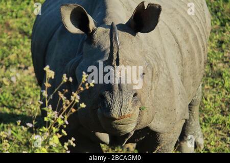 un rinoceronte indiano maschile o un rinoceronte più grande nel parco nazionale di kaziranga. questo animale a rischio si trova nella prateria di terai Foto Stock