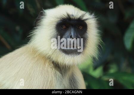 una pianura settentrionale langur grigio (semnopithecus entellus) nella campagna del bengala occidentale, india Foto Stock