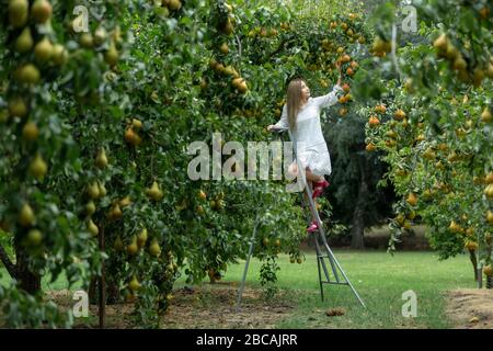 Una bella donna che raccoglie la pera verde nella pianta. Foto Stock