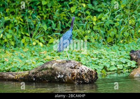 Gita in barca nei canali di Tortuguero in Costa Rica Foto Stock