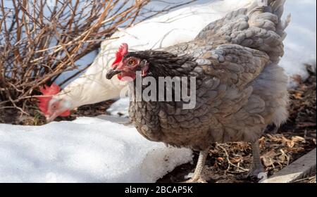 I polli camminano liberamente nella primavera nel cortile. Foto Stock