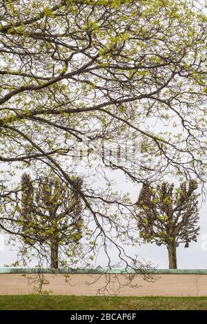 Svezia, Stoccolma, alberi, inizio primavera Foto Stock