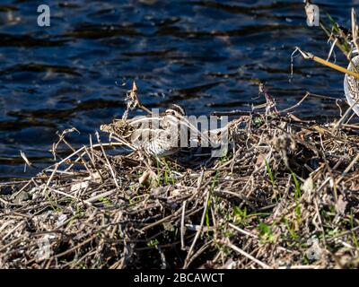 Un comune snipe, Gallinago gallinago, si trova nel pennello accanto al fiume Hikiji a Yamato, Giappone. Foto Stock