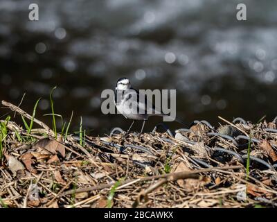 Una coda nera, Motacilla alba lugens, una sottospecie di coda bianca dell'asia orientale, caccia per insetti su una roccia vicino al fiume Hikiji a Kanagaw Foto Stock