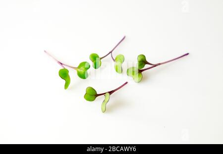 Microgreens di cavolo rosso disposti su un fondo bianco isolato Foto Stock