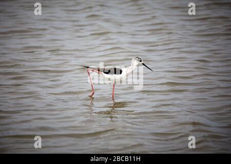 Black Winged si trova nella Salina di San Pedro del Pinatar, Spagna. Foto Stock