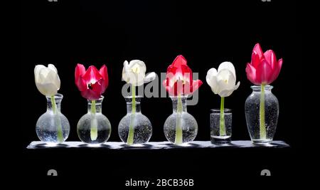 Tulipani in vasi di vetro su una tavola di ardesia Foto Stock