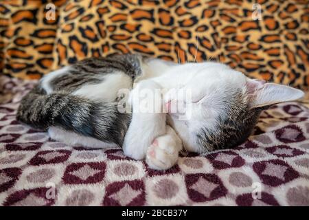 un piccolo gattino per ragazzi si trova e dorme sulla soffice coperta del divano, arricciato Foto Stock