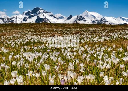 In primavera, innumerevoli coccodrilli coprono i prati montani dell'Oberland Bernese. Foto Stock