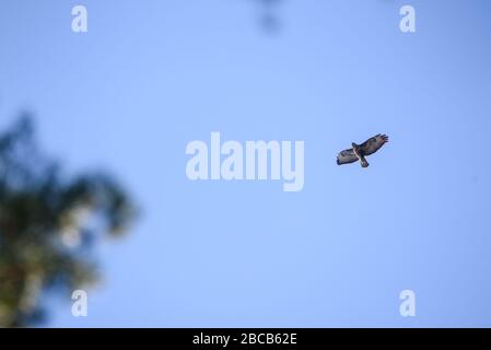 Foto con messa a fuoco selettiva. Uccello rondino comune, Buteo buteo vola sopra la foresta. Foto Stock
