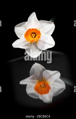 Belle narciso primavera isolato su uno sfondo nero. Narcissus su nero. Foto Stock