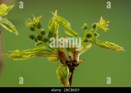 Acero di campo, Acer campestre, in primavera iniziale come i fiori si aprono e lascia unfurl. Foto Stock