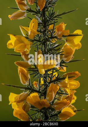 Picco di fioritura di Gorse, Ulex europaeus, all'inizio della primavera. Foto Stock
