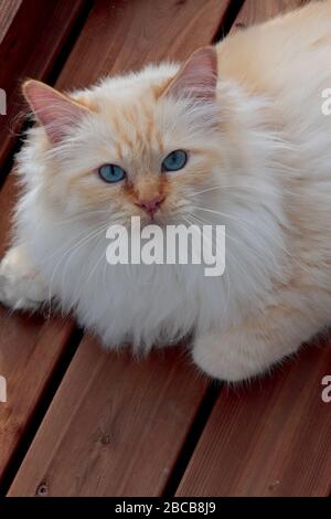 Un bel gatto sacro di burman che riposa nel cortile Foto Stock