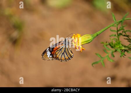 giovane farfalla monarca su fiore di marigold Foto Stock