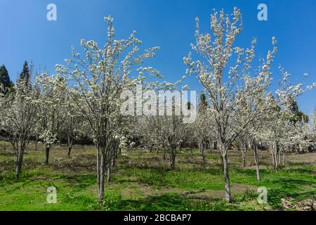 Alberi di pera fioriti durante la primavera iniziale in meghalaya Foto Stock