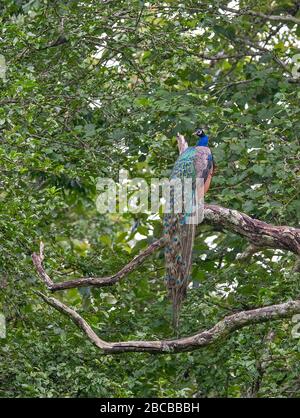 Un pavone indiano arroccato su un ramo del Nagarhole National Park, Kabini, Karnataka, India Foto Stock