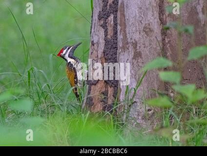 Un piccolo goldenback Woodpecker in azione al Nagarhole National Park, Kabini, Karnataka, India Foto Stock