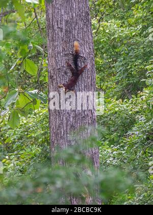 Uno scoiattolo gigante indiano su un albero al Nagarhole National Park, Kabini, Karnataka, India Foto Stock