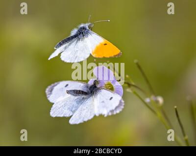 Punta arancione (Antocharis cardamines) farfalla accoppiamento su pianta ospite cuckooflower (Cardamine pratensis) per caterpils Foto Stock