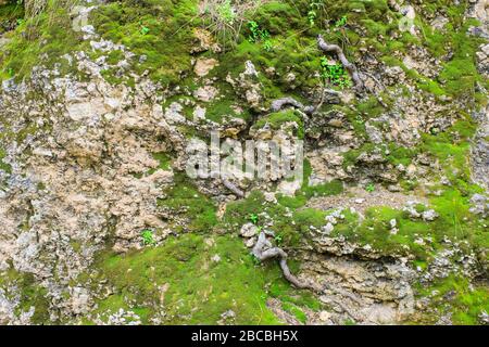 La struttura della vecchia pietra del muro di montagna con piante, muschio e licheni su di esso Foto Stock