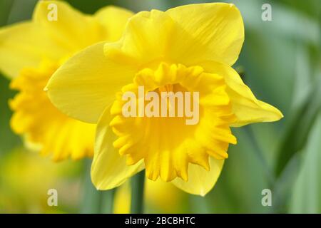 Bel daffodil fioritura al sole in primavera Foto Stock