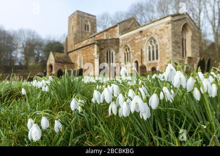 Snowdrops alla Chiesa di San Michele e tutti gli Angeli, a Loddington, Leicestershire, Inghilterra Foto Stock
