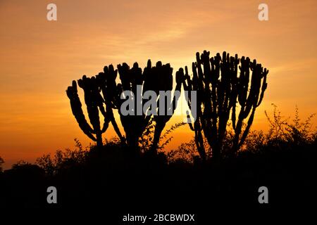 L'Euphorbia o Candelabra Tree è un succelente distintivo che si trova nelle regioni calde e secche dell'Africa. Eccellente per conservare acqua e auto-protezione Foto Stock