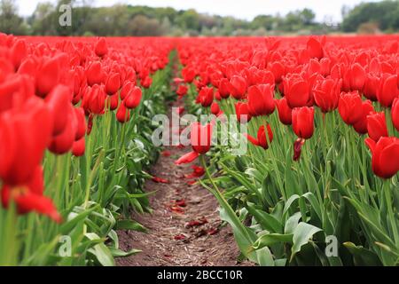 Red Tulip Field in Olanda, Paesi Bassi Foto Stock