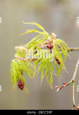 Primo piano di Acer Palmatum Emerald Lace nuove foglie di primavera, Regno Unito Foto Stock