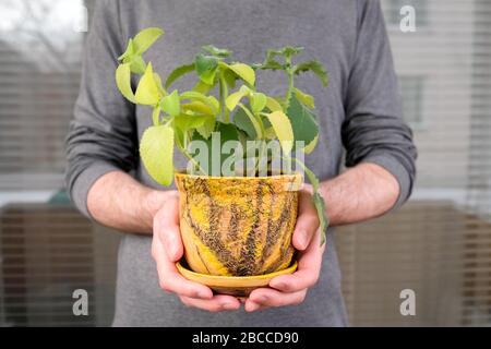 Un uomo tiene un fiore in una pentola di argilla. Mennha. Foto Stock