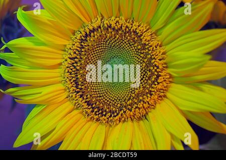 Girasoli: Fiori belli, luminosi, gialli dorati e soleggiati in un vaso. Flora girato in macro molto da vicino, tropicale, bello e allegro. Foto Stock
