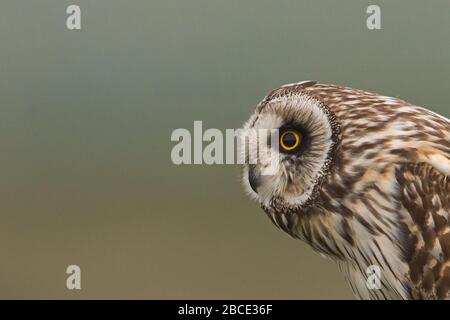 Gufo a basso tratto, Ebridi Foto Stock