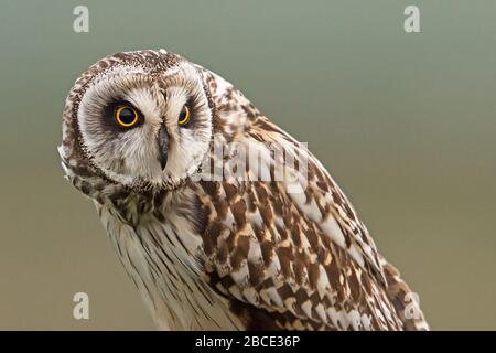 Gufo a basso tratto, Ebridi Foto Stock