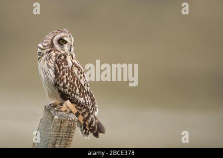 Gufo a basso tratto, Ebridi Foto Stock